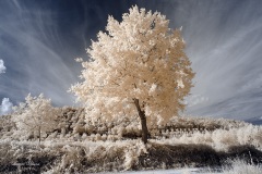 INFRARED_AREZZO_AUG16_2019-41_FINAL_15