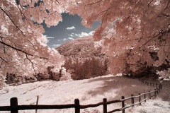 INFRARED_CAMALDI_AUG15_2019-50_FINAL_10