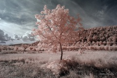 INFRARED_AREZZO_AUG16_2019-44_FINAL_10